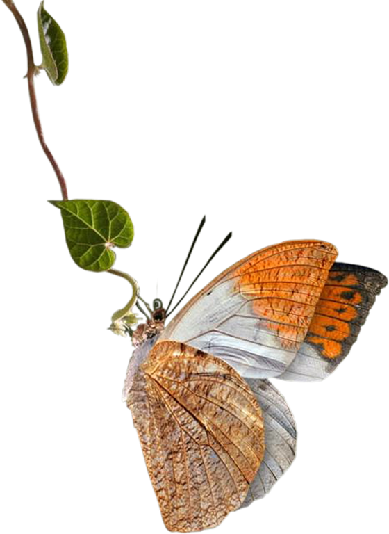 butterfly png download beautiful butterfly png images for free - NSB  PICTURES