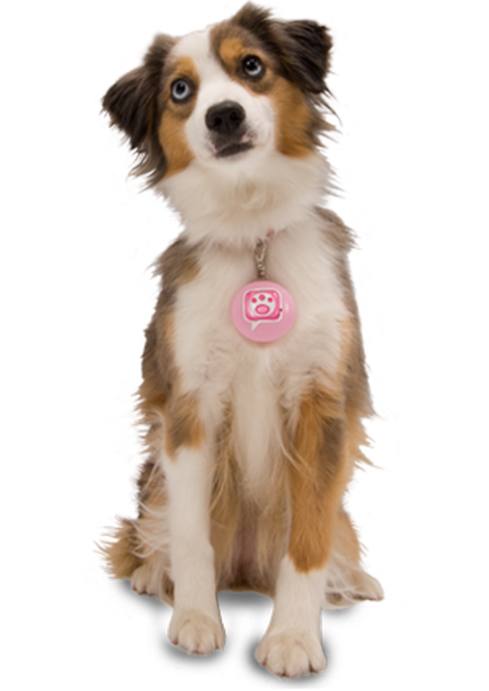 dog png download for photo editing - cute puppy dog png - picsart - NSB  PICTURES