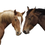 horse png