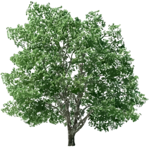 Tree png download HD real tree png for photoshop & picsart - NSB PICTURES