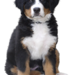 Download 10+ cute Dogs png – full HD – Free download